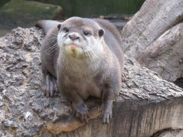 Topeka Zoo